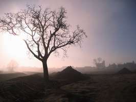 Bilder - Best of 2008 - baum-nebel