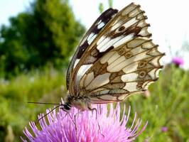 Bilder - Best of 2009 - butterfly