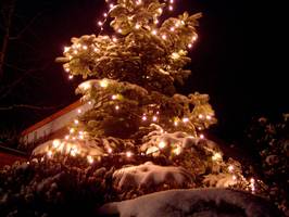 Bilder - Best of 2009 - weihnachtsbaum