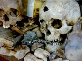 Bilder - Best of 2010 - skulls-and-bones