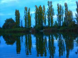 Bilder - Best of 2013 - mirror-trees