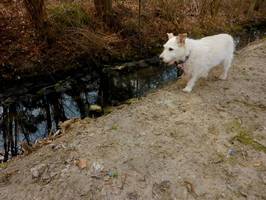 Bilder - Best of 2013 - R.I.P. Tarzan (1999-2014) - best dog ever - tarzan-am-bach