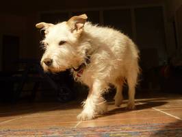 Bilder - Best of 2013 - R.I.P. Tarzan (1999-2014) - best dog ever - tarzan-bester-hund-der-welt